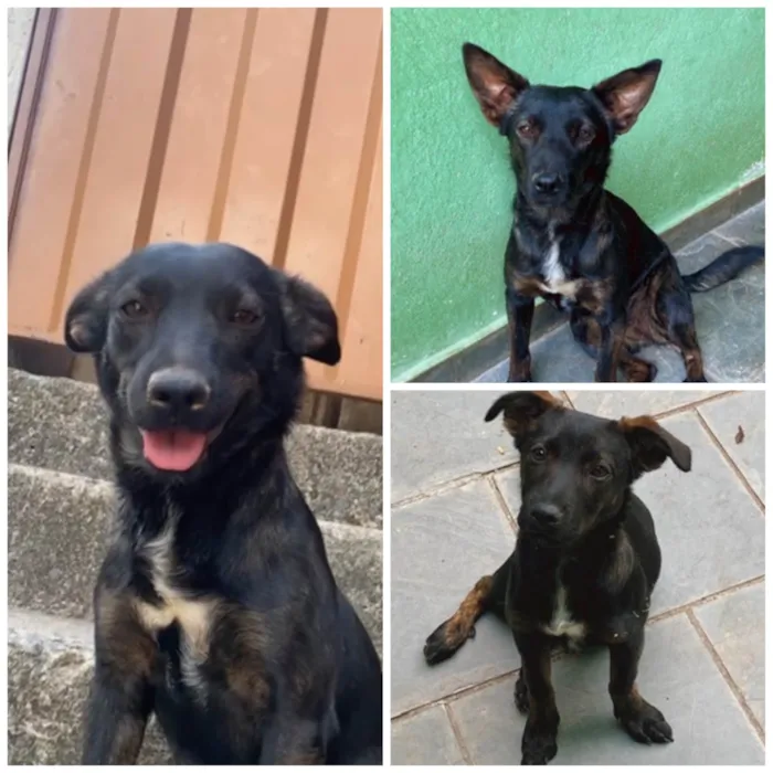 Cachorro ra a SRD-ViraLata idade 1 ano nome Pretinha