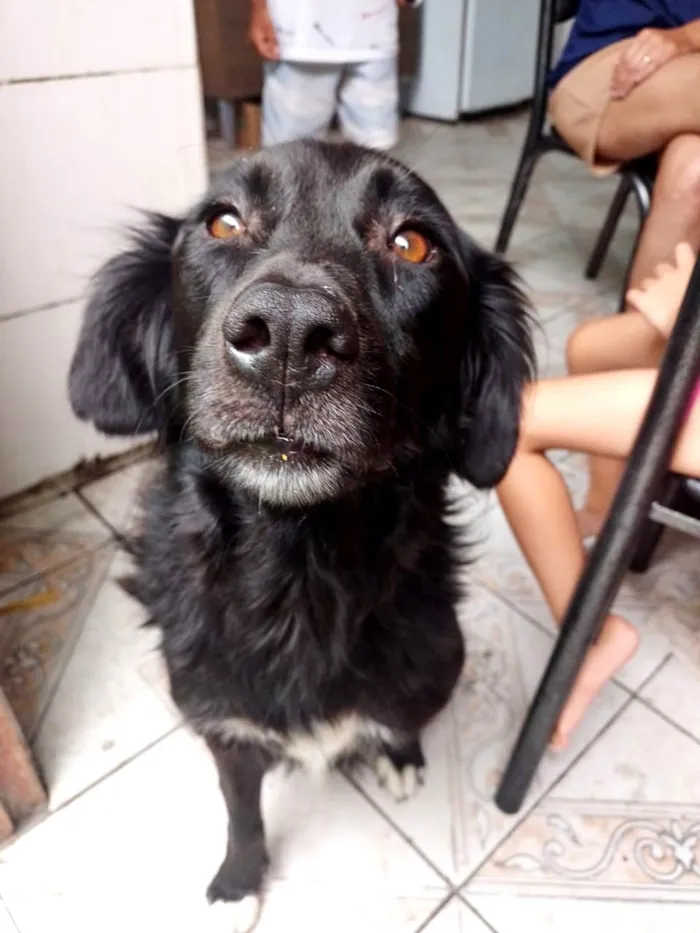 Cachorro ra a SRD-ViraLata idade 1 ano nome Morena 