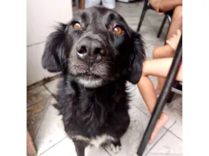 Cachorro raça SRD-ViraLata idade 1 ano nome Morena 