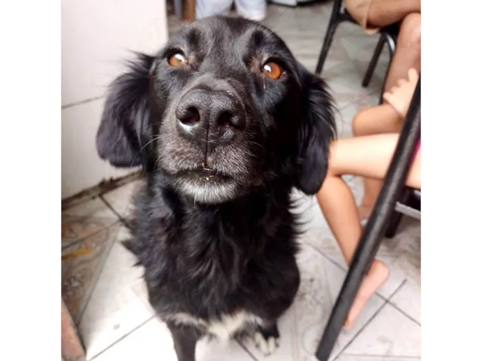 Cachorro ra a SRD-ViraLata idade 1 ano nome Morena 