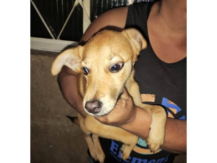 Cachorro ra a SRD-ViraLata idade 7 a 11 meses nome Costelinha