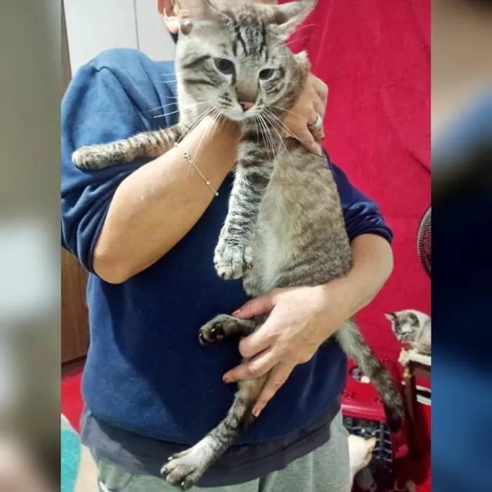 Gato ra a SRD-ViraLata idade 1 ano nome Macho Castrado