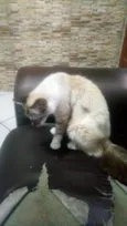 Peluda