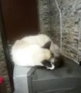 Peluda
