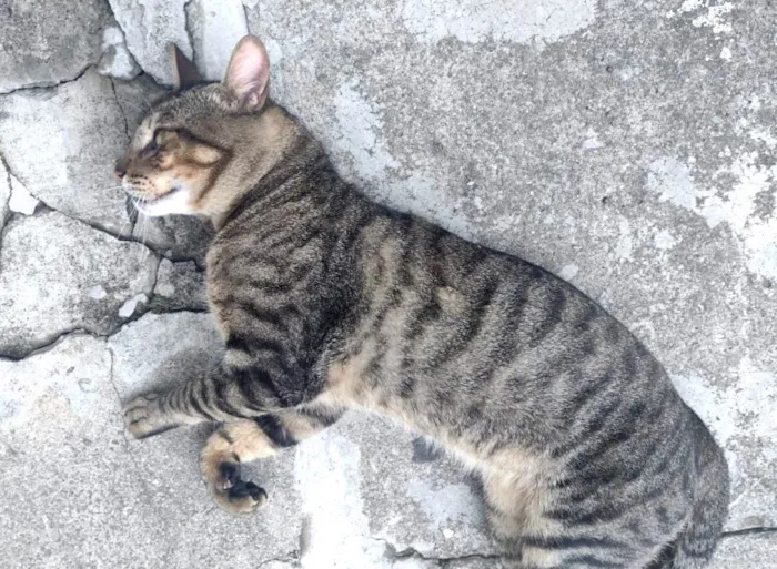 Gato ra a SRD-ViraLata idade 2 anos nome Rajadinho