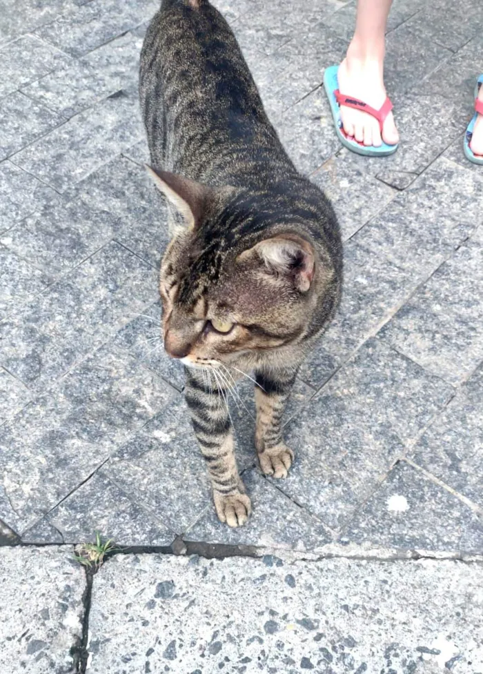 Gato ra a SRD-ViraLata idade 2 anos nome Rajadinho