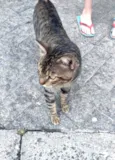 Rajadinho