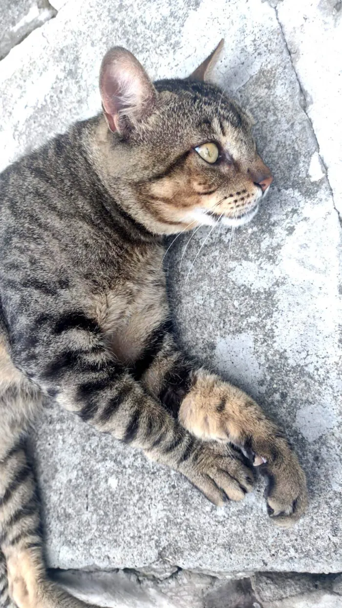 Gato ra a SRD-ViraLata idade 2 anos nome Rajadinho