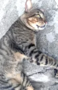 Rajadinho