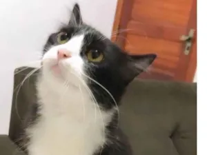 Gato raça SRD-ViraLata idade 3 anos nome Pipoca
