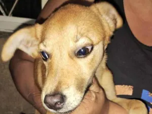 Cachorro raça SRD-ViraLata idade 7 a 11 meses nome Costelinha