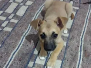 Cachorro raça SRD-ViraLata idade 2 a 6 meses nome Filhote Fêmea