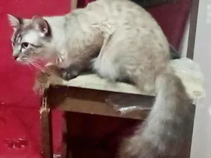 Gato raça SRD-ViraLata idade 1 ano nome Macho Castrado