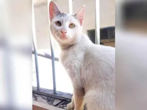 Gato raça SRD-ViraLata idade 1 ano nome Branquinha