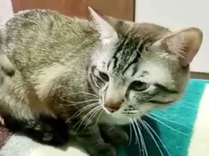 Gato raça SRD-ViraLata idade 1 ano nome Macho Castrado