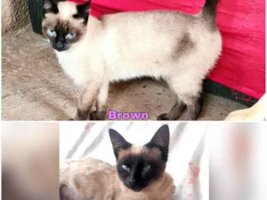 Gato raça SRD-ViraLata idade 1 ano nome Orange e Brown 