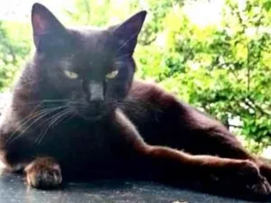 Gato raça SRD-ViraLata idade 1 ano nome Derek
