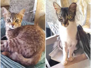 Gato raça SRD-ViraLata idade 2 anos nome Fêmeas Castradas