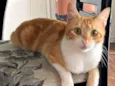 Artemis