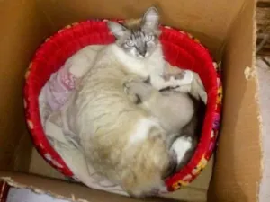 Gato raça SRD-ViraLata idade 2 anos nome Peluda