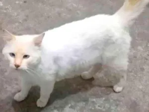Gato raça SRD-ViraLata idade 2 anos nome Pipoca