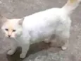 Pipoca