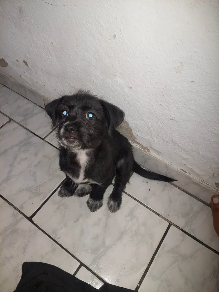 Cachorro ra a Lhasa  idade Abaixo de 2 meses nome Amora 