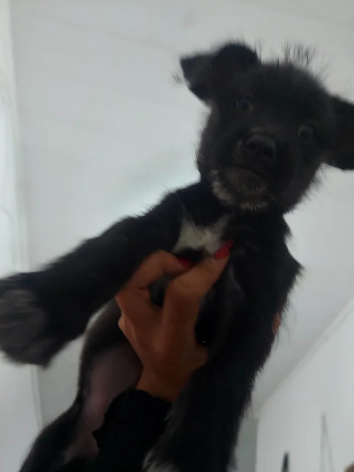 Cachorro ra a Lhasa  idade Abaixo de 2 meses nome Amora 