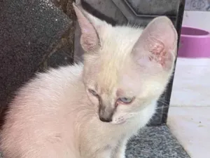Gato raça SRD-ViraLata idade Abaixo de 2 meses nome Filhote