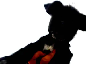 Cachorro raça Lhasa  idade Abaixo de 2 meses nome Amora 