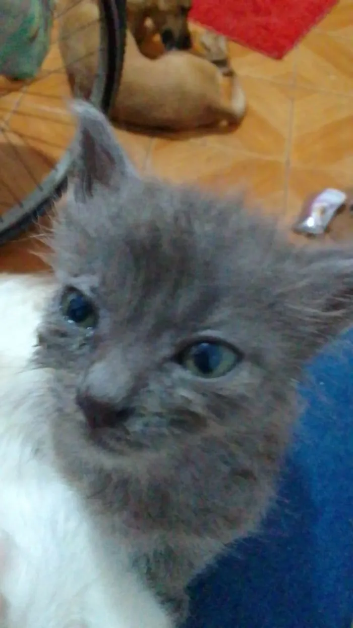 Gato ra a Srd idade Abaixo de 2 meses nome ..
