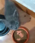 ..