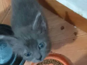 Gato raça Srd idade Abaixo de 2 meses nome ..