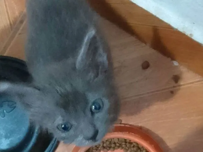Gato ra a Srd idade Abaixo de 2 meses nome ..