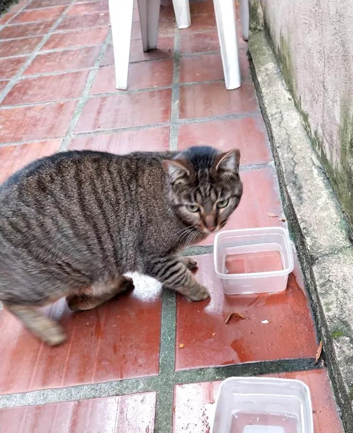 Gato ra a SRD-ViraLata idade 2 anos nome Gatos Castrados