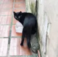 Gatos Castrados