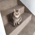 Gatos Castrados