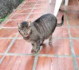 Gatos Castrados