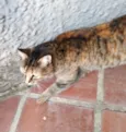 Gatos Castrados