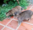 Gatos Castrados