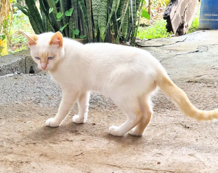 Gato ra a SRD-ViraLata idade 1 ano nome Machos Castrados