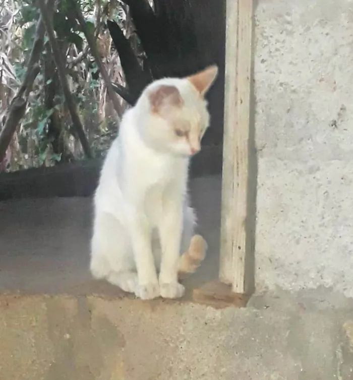 Gato ra a SRD-ViraLata idade 1 ano nome Machos Castrados