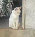 Machos Castrados