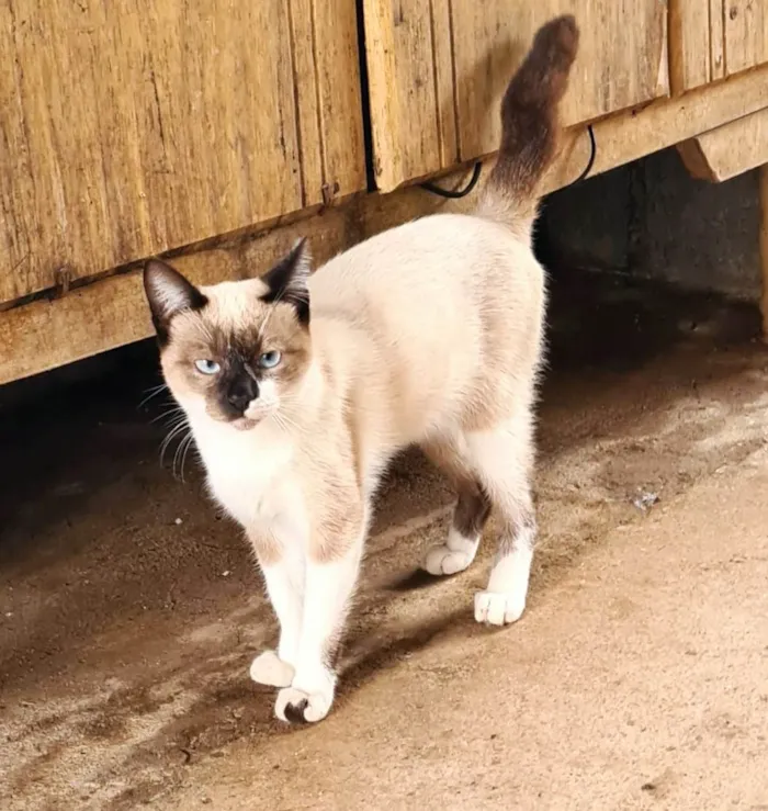 Gato ra a SRD-ViraLata idade 1 ano nome Macho Castrado