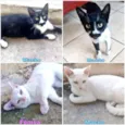 Gatos Castrados