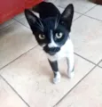 Gatos Castrados