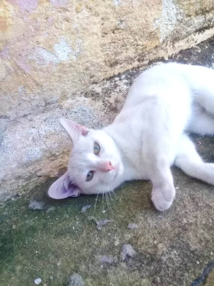 Gato ra a SRD-ViraLata idade 1 ano nome Gatos Castrados