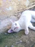 Gatos Castrados