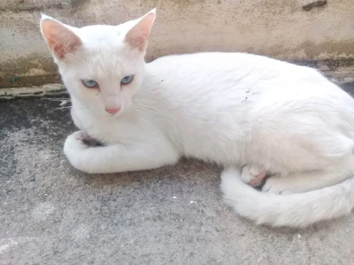 Gato ra a SRD-ViraLata idade 1 ano nome Gatos Castrados