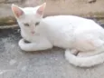 Gatos Castrados